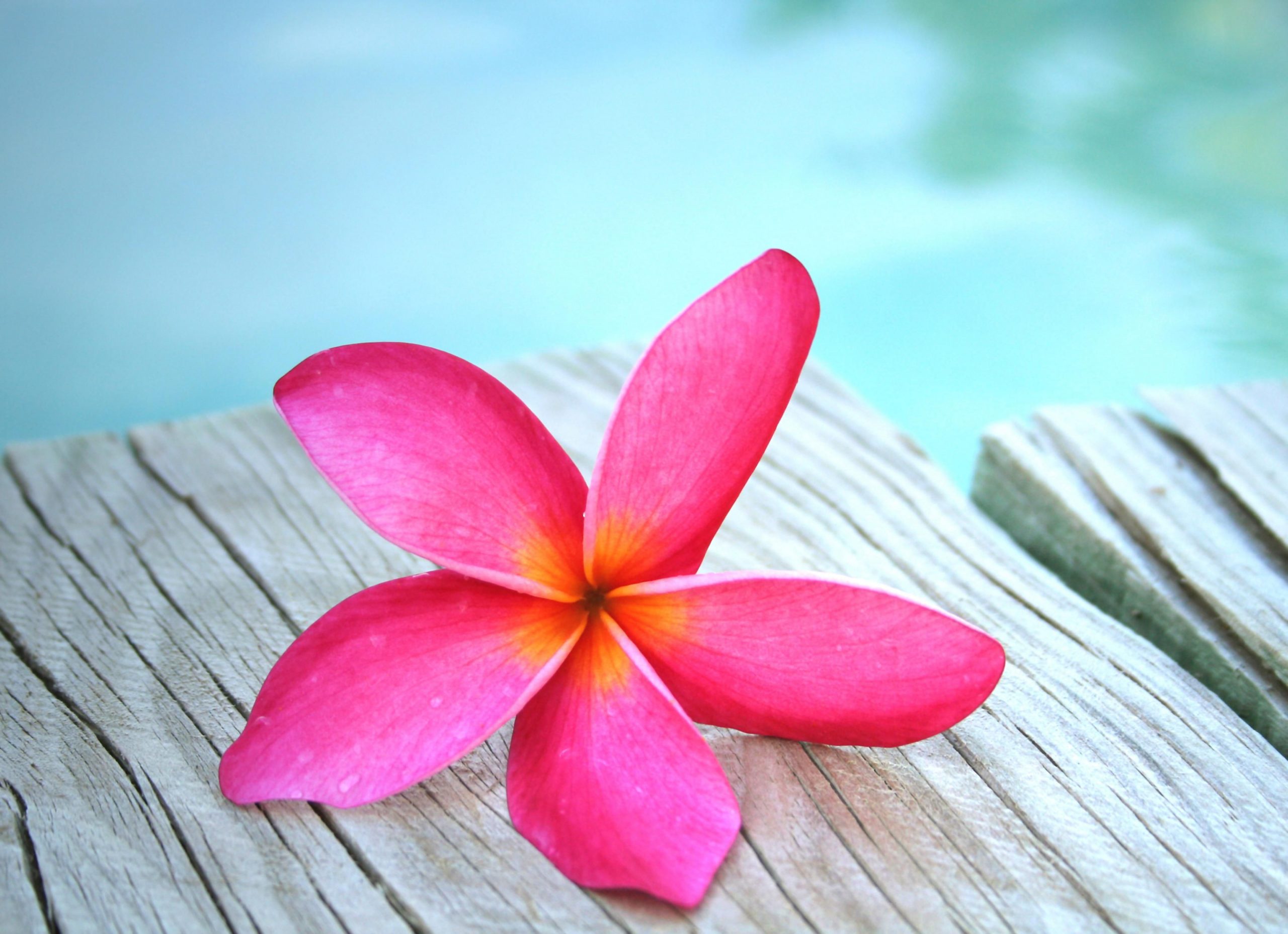 A close up of a flower